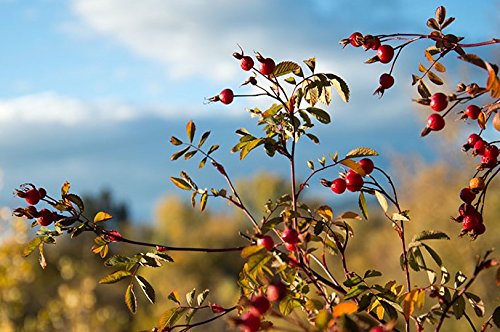 DRIED ROSE HIPS (Rosa Canina) 1lb Pack for Wine Beer Tea Flavoring