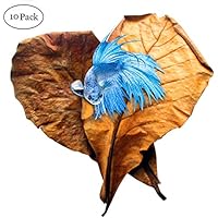 SunGrow Betta Leaves, 9 Inches Long, Induce Breeding and Boost Immunity, Reduce Stress, No Toxic Chemicals Added, for Playing and Hiding, Easy to Use, 10 Pack