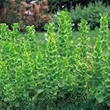 Bells of Ireland - Molucella - 150 Seeds