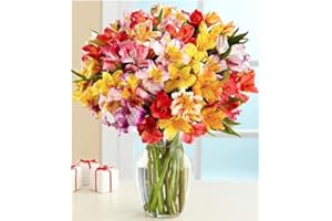 BloomsyBox: 24 Multicolored Alstroemeria Bouquet Flowers, Two Dozen, Long Lasting & Hand-Tied, Farm Fresh Cut Flowers Bouquet