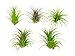 6 Lowlight Air Plant Pack - Live Low-Light Plants / Indoor Tropical Tillandsia Houseplant Kit -  Nature Wall Decor / Easy Decorative Centerpiece - Natural Low Light Decorations by Aquatic Arts