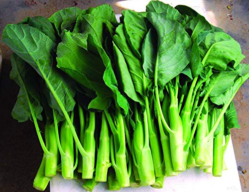 ASTONISH Seeds Package: Heirloom Kailaan Chinese Broccoli Kale Kai LAN?500 Seeds?Asian Greens?GAI LAN