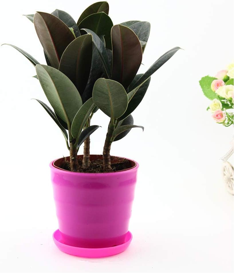 Jlong Indian Rubber Hanging Planter Indoor Tree Bonsai Seeds Species Gardening Gift Easy Grow for Home Office Conservatory