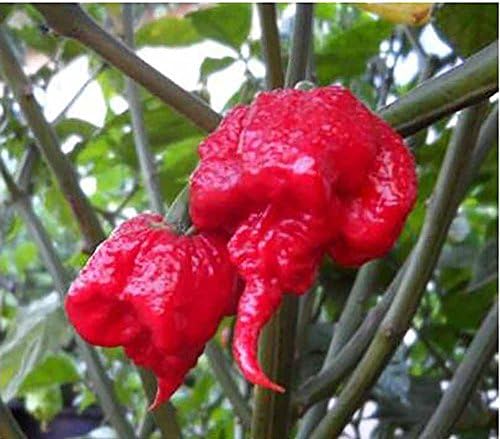 The Best Seller 100seeds/bag Carolina Reaper, hot chili seeds Organic Rainbow Bell Ghost Pepper seeds,Non-GMO House plants for garden