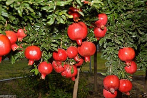 30 Pomegranate Tree Seed - Punica Granatum - Easy to grow.Makes Great Jams