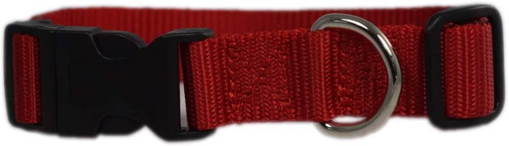 best collar for labradoodle