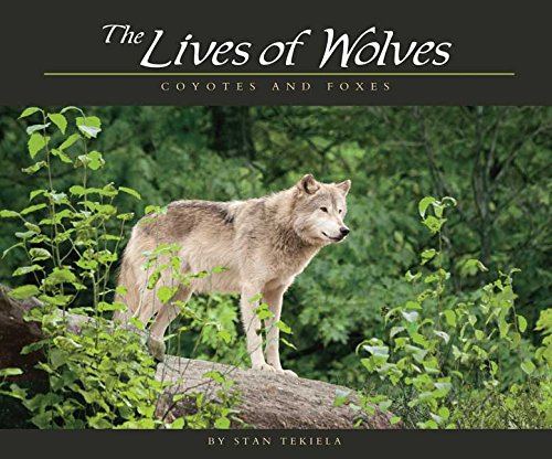 Lives of Wolves, Coyotes and Foxes (Wildlife Appreciation)