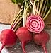 David's Garden Seeds Beet Chioggia Guardsmark D025 (Multi) 200 Heirloom Seeds