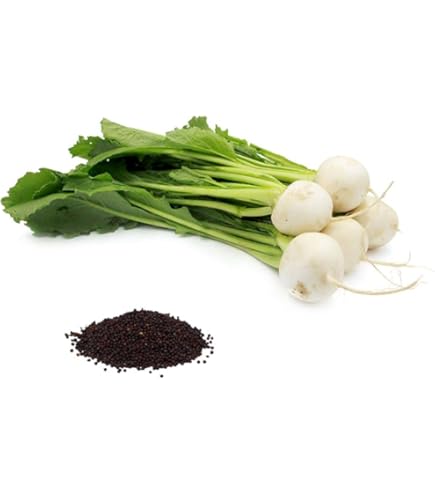 Amazon.com : Turnip Seeds - Hakurei - Hybrid -1 g Packet
