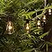 ZHONGXIN 20ft Outdoor Patio String Lights with 21 ST35 Edison Bulbs(1 Extra), UL Listed for Indoor/Outdoor Decor, Perfect for Garden, Backyard, Pergola, Patio, Party, Cafe, Bistro, Wedding …