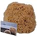 Natural Sea Sponge Sea Nature Brand 5-6 Inches Honeycomb Type for Body Bath and Face Cleaning ideal for Baby Bathing - Strong and Durable Guaranteed