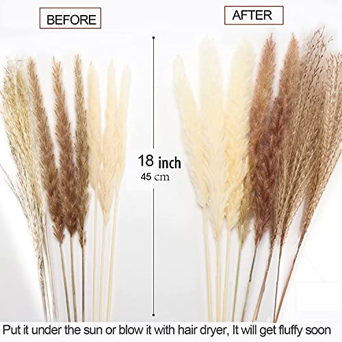 COREAET Natural Dried Pampas Grass, 60 Pcs ( 30 Pcs Reed Grass + 15 Pcs White Pampas + 15 Pcs Brown Pampas ), 18 inch Flowers Bouquet, DIY Boho Plant, Flower Arrangements for Home Decor Wedding Party