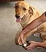 MoJo's Dog Nail Clippers and Trimmers (Large)