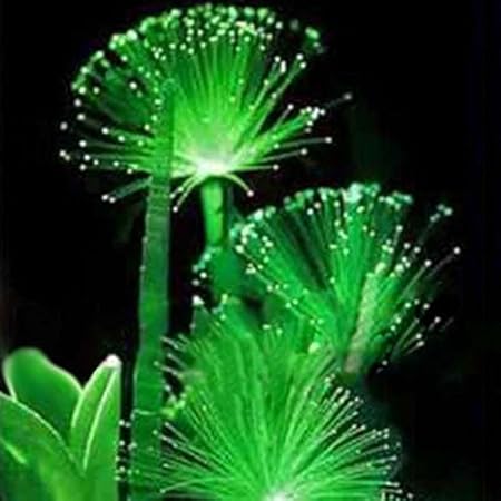 WuWxiuzhzhuo 100 seltene Smaragd Fluoreszierend Blumensamen, Night Light Emitting Pflanzen Garten 1