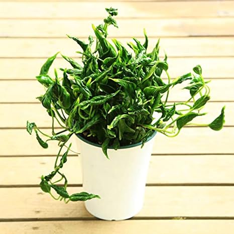 Amazon 観葉植物 ポトス テルノシャングリラ 観葉植物 オンライン通販