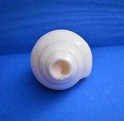 Original Blowing Shankh (VAMAVARTI BAJNEWALA) Conch
