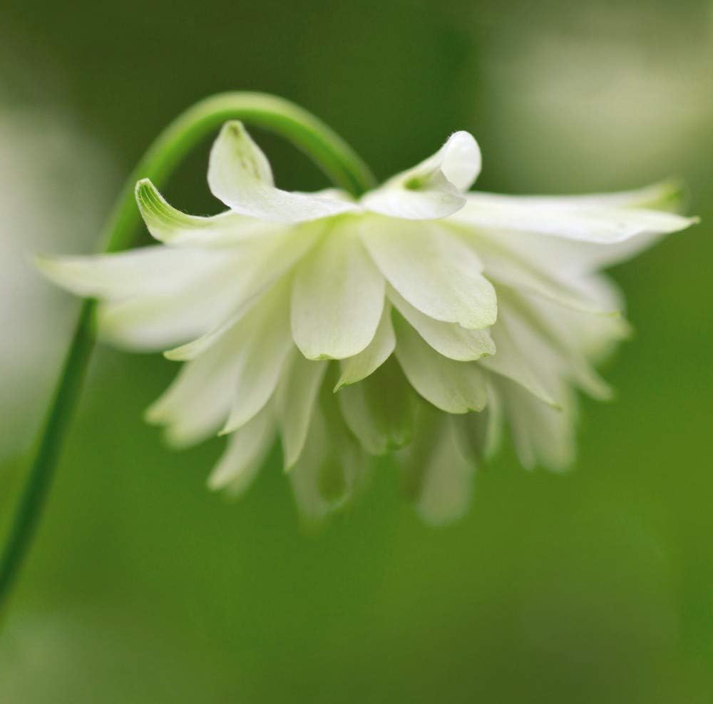Thompson & Morgan - Flowers - Aquilegia Green Apples - 20 Seed