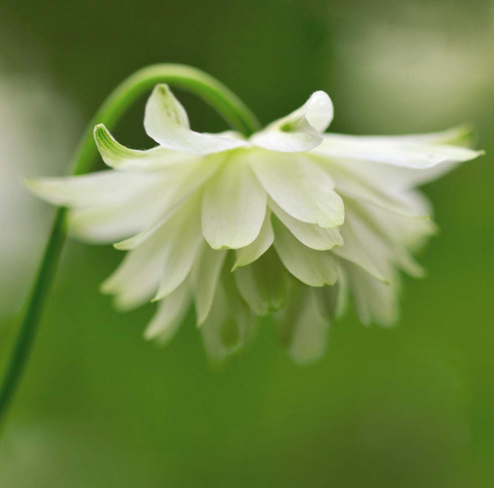 Thompson & Morgan - Flowers - Aquilegia Green Apples - 20 Seed