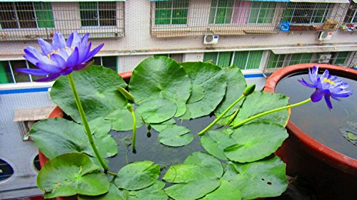 SPHTOEO 20PCS Blue Hydroponic Flowers Aquatic plant balcony indoor and outdoor potted flowers bowl lotus flowers