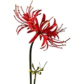 Qingriver 4 Stems 26.38'' Artificial Spider Lily Flowers Lycoris Radiata for Home Garden Decoration Red