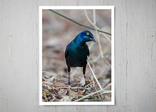 Glossy Starling - Wildlife Photograph