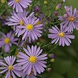 20 Smooth Blue Aster Seed Balls for Seed Bombing (Symphyotrichum laeve)