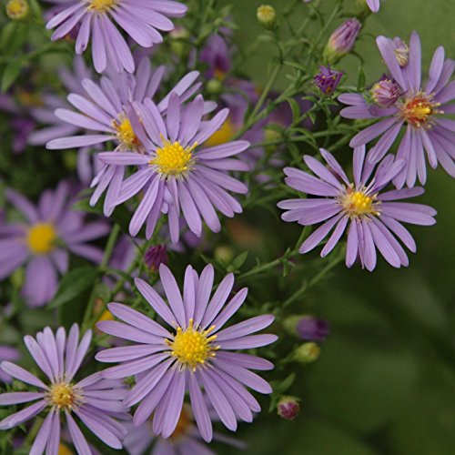 20 Smooth Blue Aster Seed Balls for Seed Bombing (Symphyotrichum laeve) 20 Smooth Blue Aster Seed Balls for Seed Bombing (Symphyotrichum laeve)