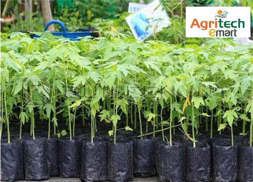grow bags for 3 year olds