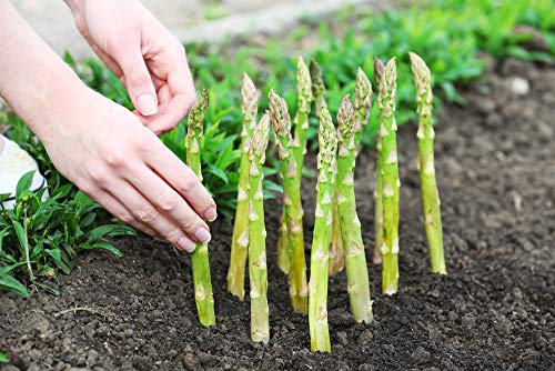 image for PL NUTRITION Blood Pressure lowering Supplement - Asparagus Young Shoo