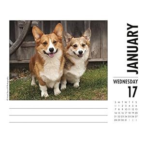 Just Corgis 2018 Calendar