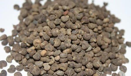 MUSKDANA-MUSK MALLOW-AMBRETTE (ABELMOSCHUS MOSCHATUS)KATTU KASTURI-SEED-50 GM