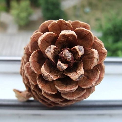 1 Bulk+Package+Natural+Pinecones+24+Pack