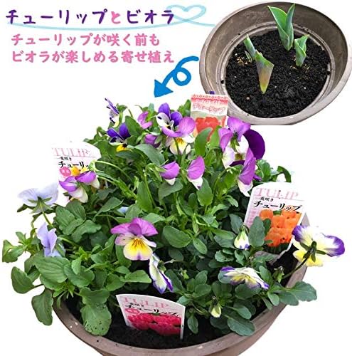 Amazon チューリップ 芽出し苗 ビオラ おまかせ寄せ植えセット 1鉢 寒さに強い おまかせ 春 ガーデニング 寄せ植え 鉢花 鉢植え 園芸 花 誕生日 記念日 プレゼント 贈り物 チューリップ4ポット入り 種 苗