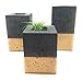 Square Concrete Succulent Planters/Air Plant Holder/Vase. (set of 3) CARBON & GOLD. Cement Succulent pots. Modern Planter set.