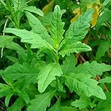 David's Garden Seeds Herb Epazote 4592 (Green) 100 Non-GMO, Heirloom Seeds