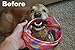 HurriK9 100+ Foot Flying Ring Launcher For Dogs (Starter Pack Extra Tough, Launcher + 3 Extra Tough Spandex Rings)