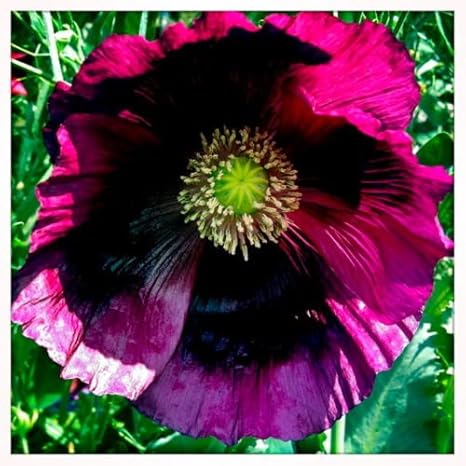 Papaver Somniferum 'Pepperbox Opium' - 250 Samen - PremiumPoppySeeds