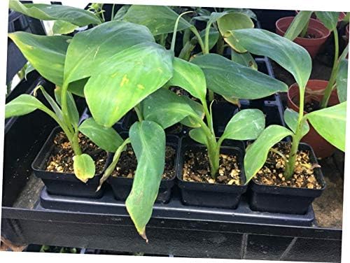 ARETA Plant Rare Banana Plant Live Banana Tree"Ice Cream" /"Ice Cream" Banana - EB25
