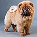 Chow Chow 2019 16 Month Wall Calendar 12 x 12 Inches
