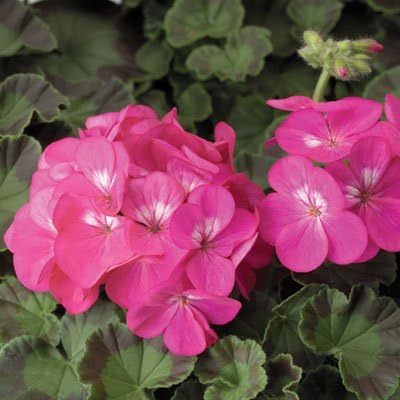Geranium Pinto Pink Rose Premium, Early Bloom and Lush, Hard to Find 10 Seeds