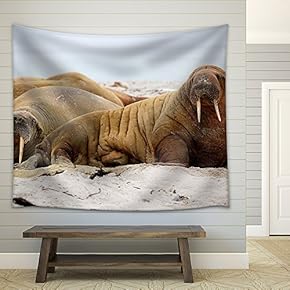 Walrus Lying on The Beach - Fabric Wall Tapestry Home Decor - 51x60 inches