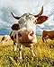 Grass-Fed Whey Protein, Cold Processed Non-Denatured, Biologically Active, GMO-Free Protein Concentrate Made Directly From Grass-Fed Milk - Not Cheese (Natural/Unflavored - 5oz/150g)