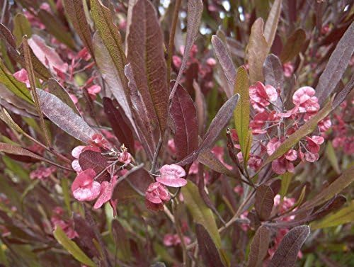 CSNCH 5 Seeds of Dodonaea Viscosa Purpurea Purple Hopseed Bush Shrub Seeds