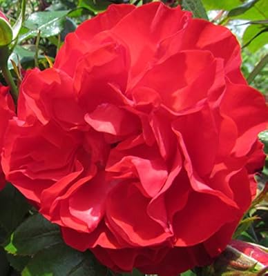 Download Miss Scarlet 5 5lt Potted Climbing Garden Rose Crimson Red HD Wallpaper Miss Scarlet 5 5lt Potted Climbing Garden Rose Crimson Red Desktop Wallpaper Free