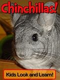 Chinchillas! Learn About Chinchillas and Enjoy Colorful Pictures - Look and Learn! (50+ Photos of Chinchillas)