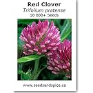 Red Clover (Trifolium pratense) 10g approx 10,000 Seeds. 10g approx. 10 000 Seeds. 125g, 250g, 450g (10g (10,000 Seeds))