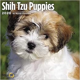 Amazon In Buy Shih Tzu Puppies Calendar 2020 Dog Breeds Book
