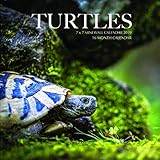 Turtles 7 x 7 Mini Wall Calendar 2019: 16 Month Calendar by Mason Landon