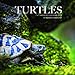 Turtles 7 x 7 Mini Wall Calendar 2019: 16 Month Calendar by Mason Landon