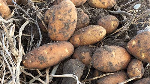 Simply Seed Russet Burbank Seed Potatoes 5 lbs Non GMO Naturally Grown American Raised for Planting